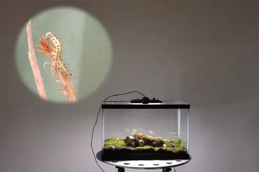 at the center is a terrarium with a log and moss.  At the left is a  close up of microscopic bugs attached to a piece of plant matter.